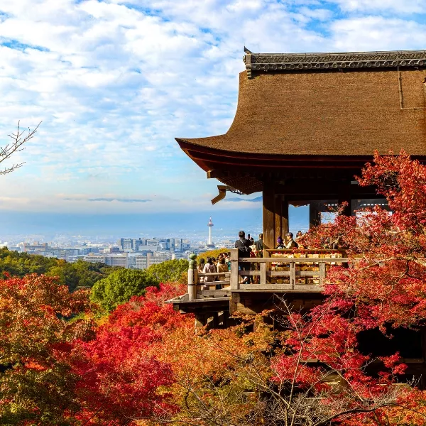 楓紅了京阪神奈五日(泰越捷早午)