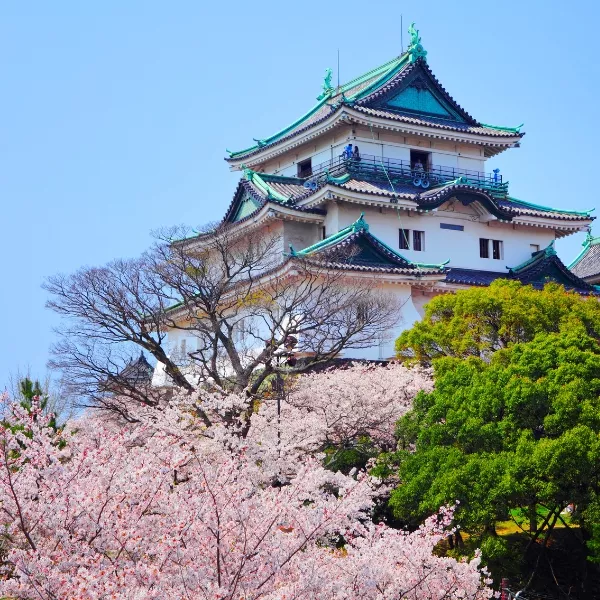 粉色關西櫻花季五日(泰越捷早午)